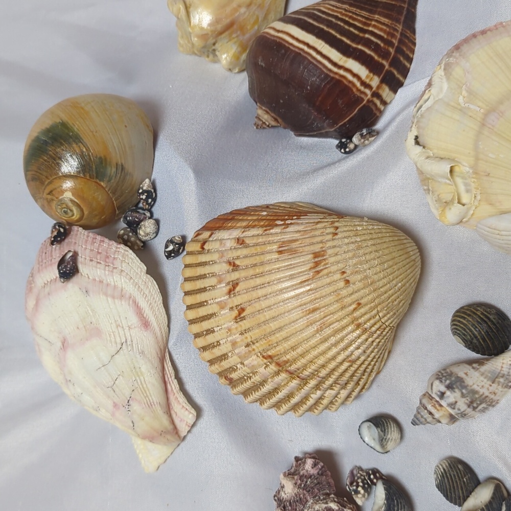 Sea Shell Lot 1/4" To 3.5" Beach House Decor Arts Crafts Jewlery 2 Pounds - Picture 2 of 6